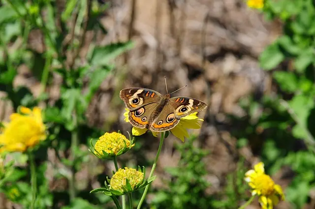 10 Astuces Pour Créer Un Jardin Été Éblouissant