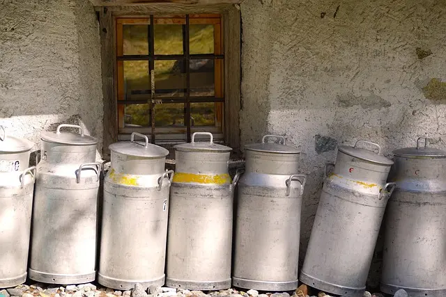 L'histoire des fromages au lait cru : entre tradition et modernité