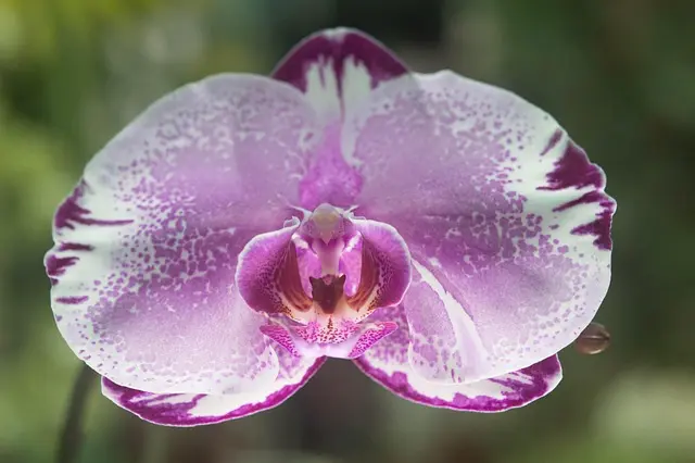 Guide d'achat : meilleures plantes d'extérieur