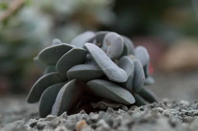 Les plantes à privilégier pour une hydratation intense