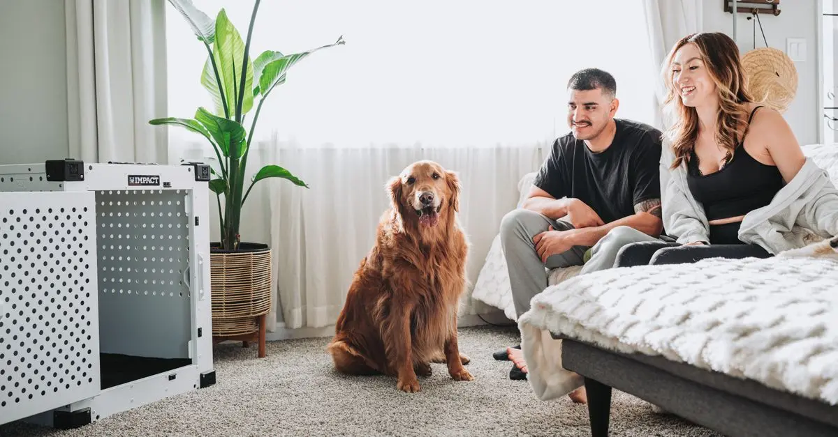Top 5 Innovations for Pet Zones You'll Love