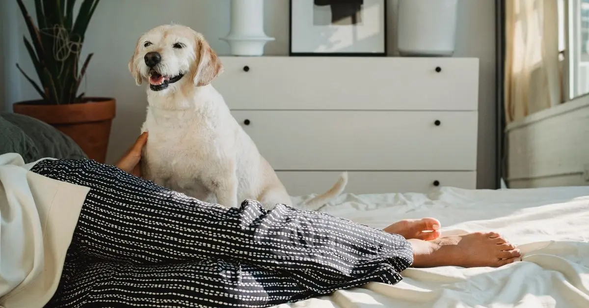 10 Tips for Creating a Safe and Fun Environment for Your Pets