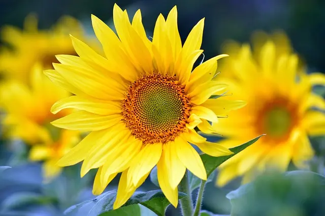 Come Coltivare Piante da Giardino Resilienti: Guida Completa