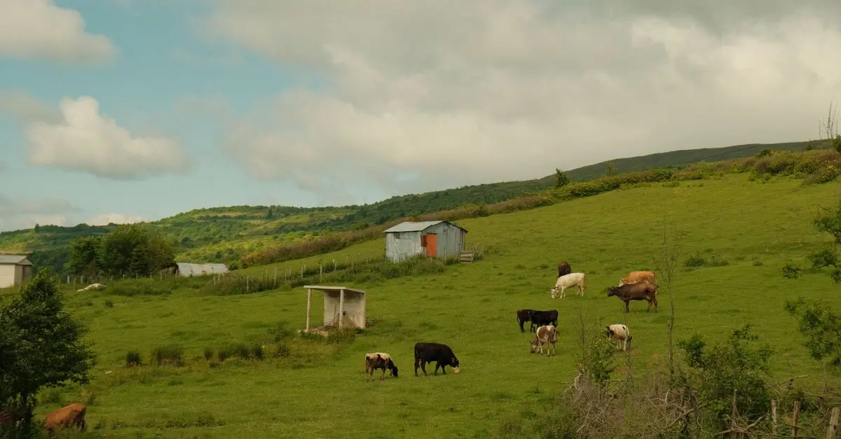 Élever son propre bétail pour la viande : guide pratique