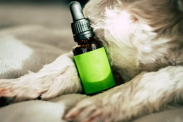 Les avantages du CBD pour la récupération après un effort physique