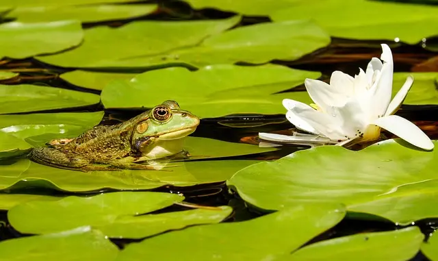 Les secrets pour attirer la faune dans votre jardin
