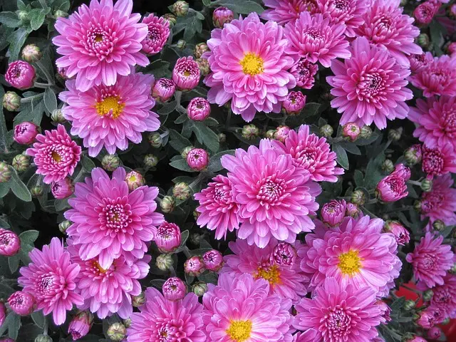 Come Coltivare Piante da Giardino Resilienti e Sostenibili