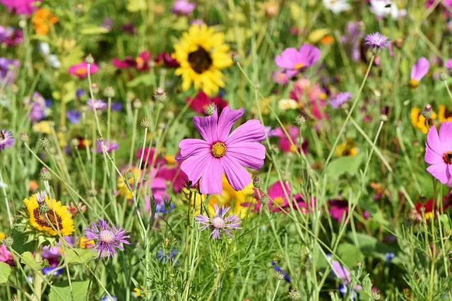 Cómo Incorporar la Naturaleza en Tu Rutina Diaria para el Bienestar