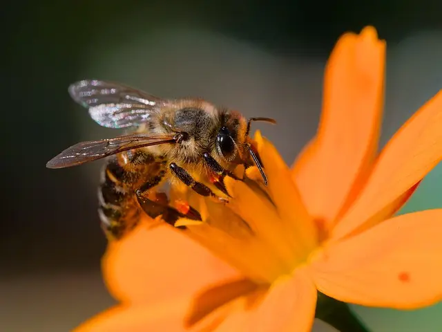 Comment créer un jardin pollinisateur efficace