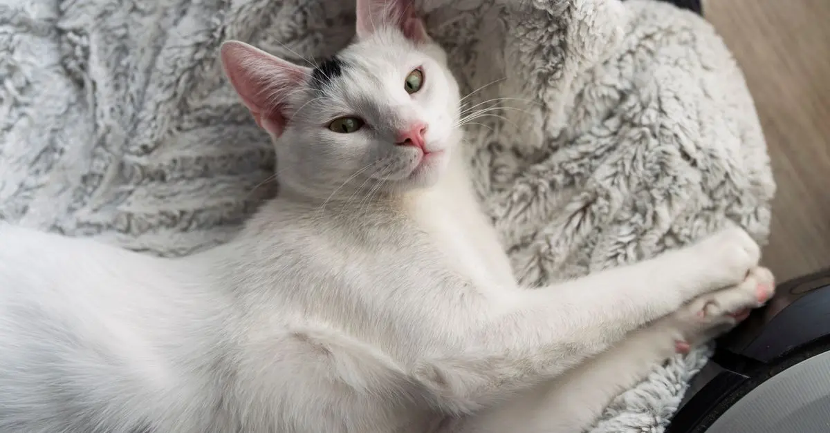 How to Create the Ideal Habitat for Your Pet