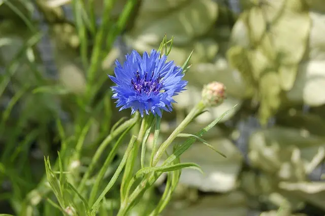 Les meilleures variétés de fleurs CBD pur à découvrir