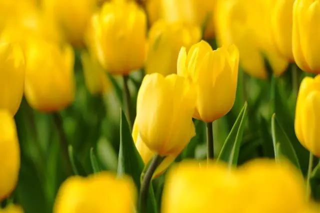 10 plantas resistentes para tu jardín que florecen todo el año