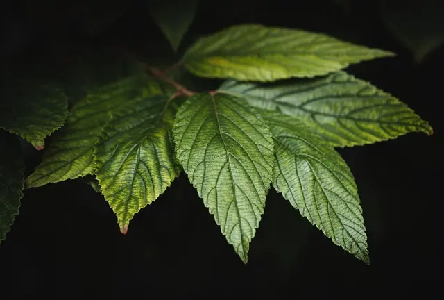 Les Avantages Inattendus du Ginseng dans les Soins Coréens