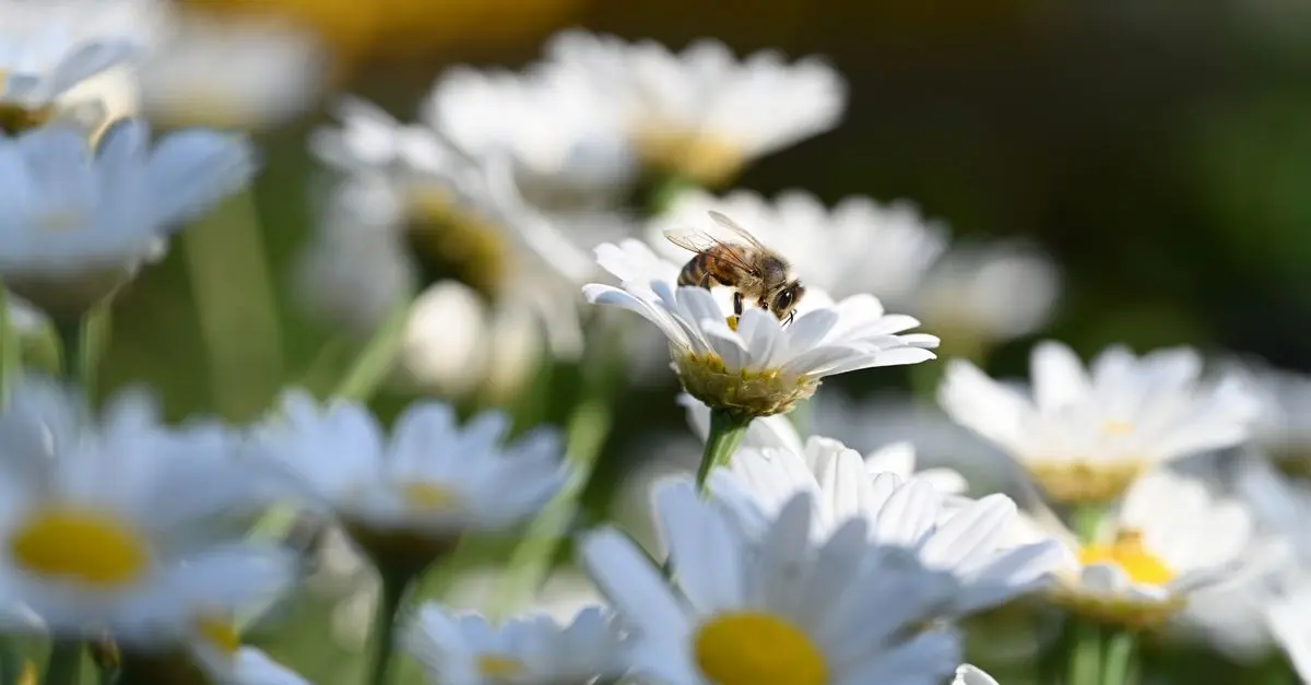 Les abeilles : Écologie et protection des pollinisateurs