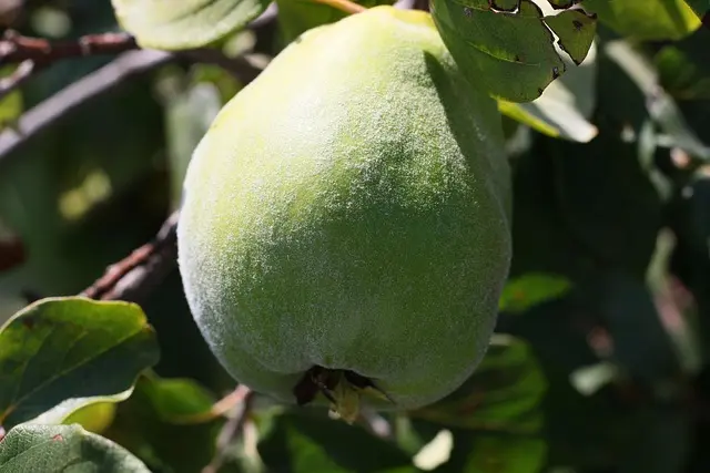 Quels Fruits de Saison Choisir en Hiver pour Booster Votre Santé?