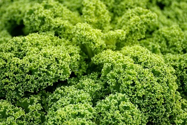 10 Essential Tips for Sustainable Vegan Living