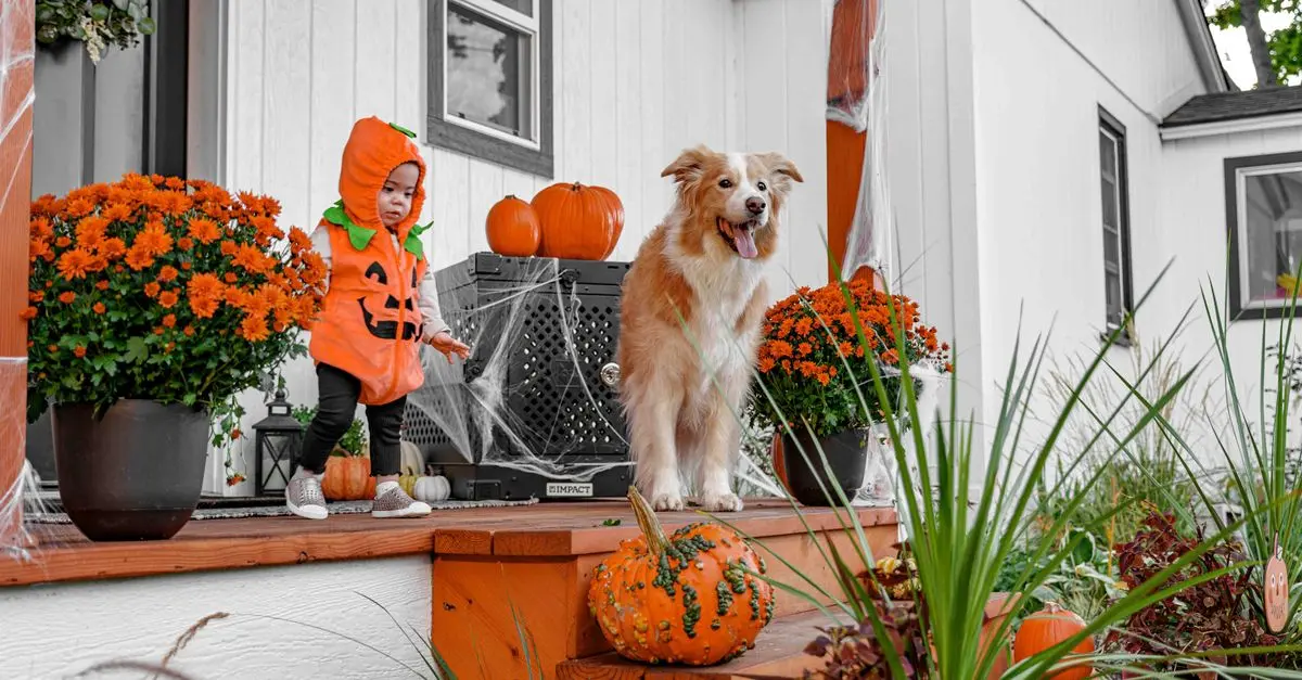 Essential Pet Safety Tips for Your Home