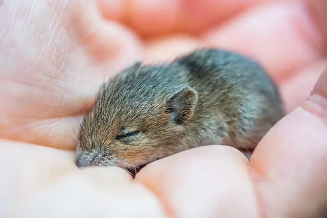 Guide d'achat des meilleures souris sans fil