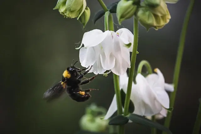 Comment créer un jardin en harmonie avec la biodiversité