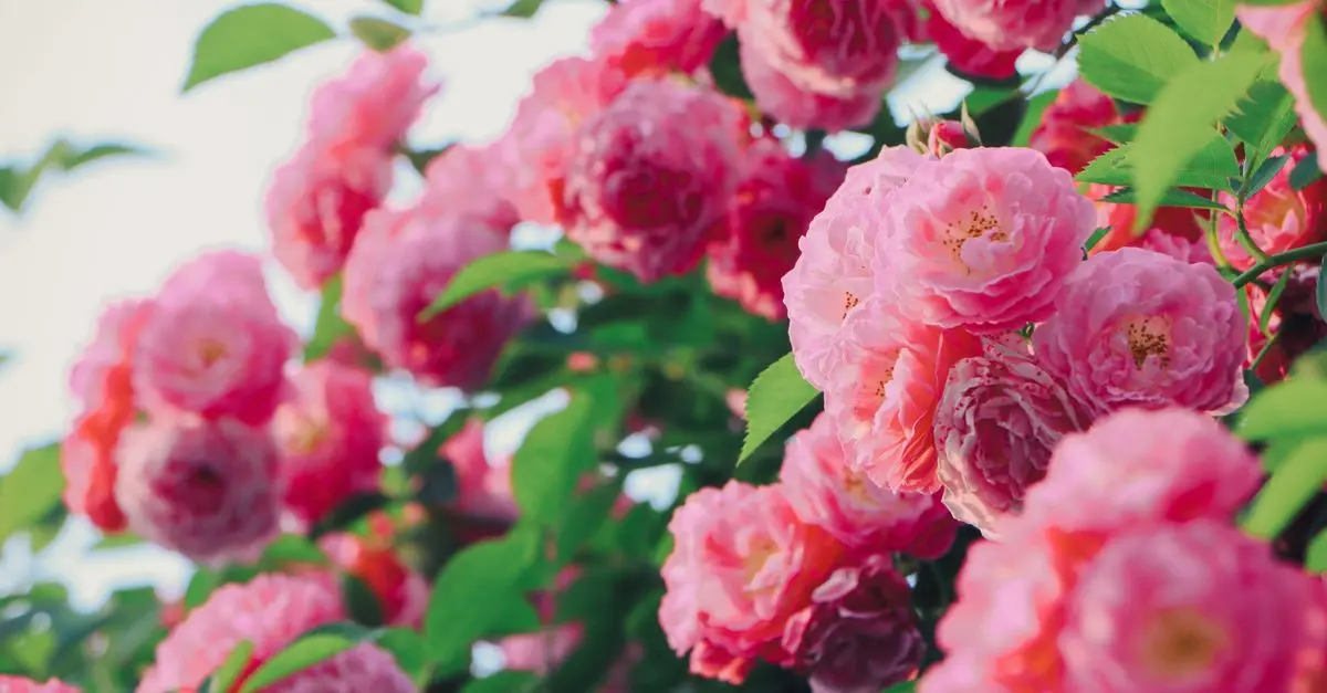 Cómo mantener tus flores vibrantes durante todo el año