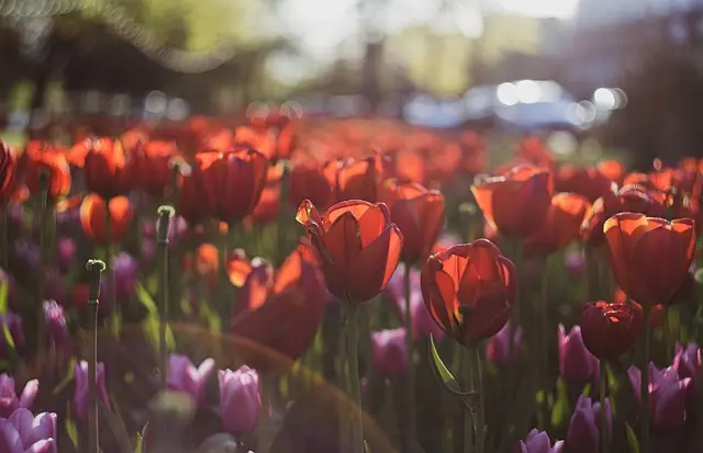 Comment concevoir un jardin bio adapté aux saisons
