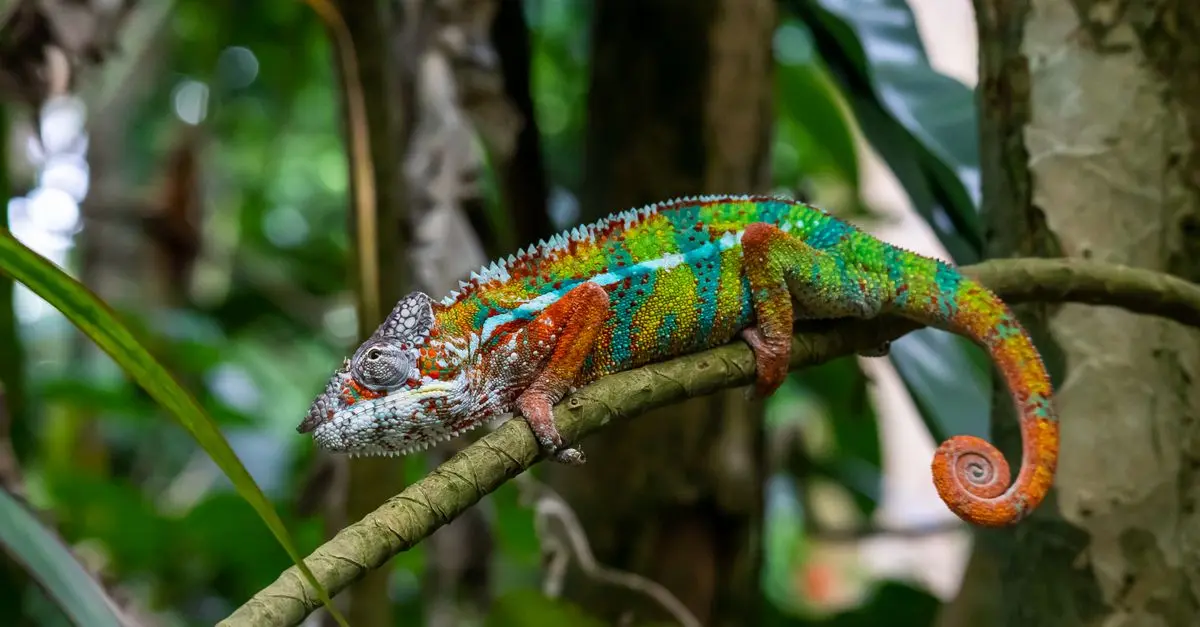 Understanding the Unique Needs of Exotic Pets