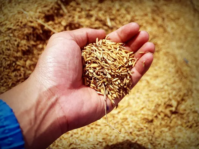 Guide Pratique : Comment Choisir un Semoir Agricole