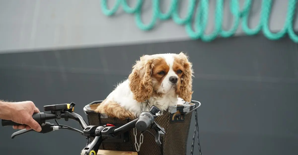 Best Pet Carriers Buying Guide – Top Models Compared