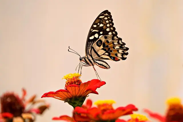Les meilleurs conseils pour attirer les papillons dans votre jardin