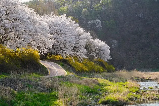 Les Rituels Coréens de Printemps : Traditions et Significations