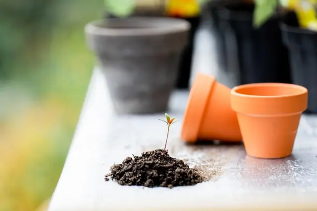10 Astuces Incontournables pour Réussir vos Semis