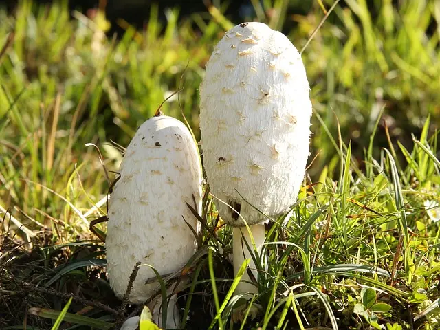 Les erreurs fréquentes à éviter lors du choix d'un toner écologique