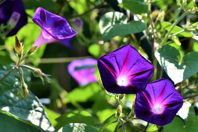 Comment créer un jardin vertical pour optimiser votre espace