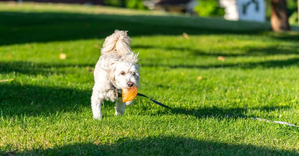 The Importance of Play in Enhancing Your Pet's Happiness