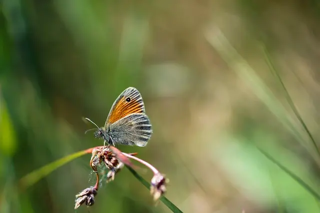 Come Coltivare Piante per Attrare Farfalle nel Tuo Giardino