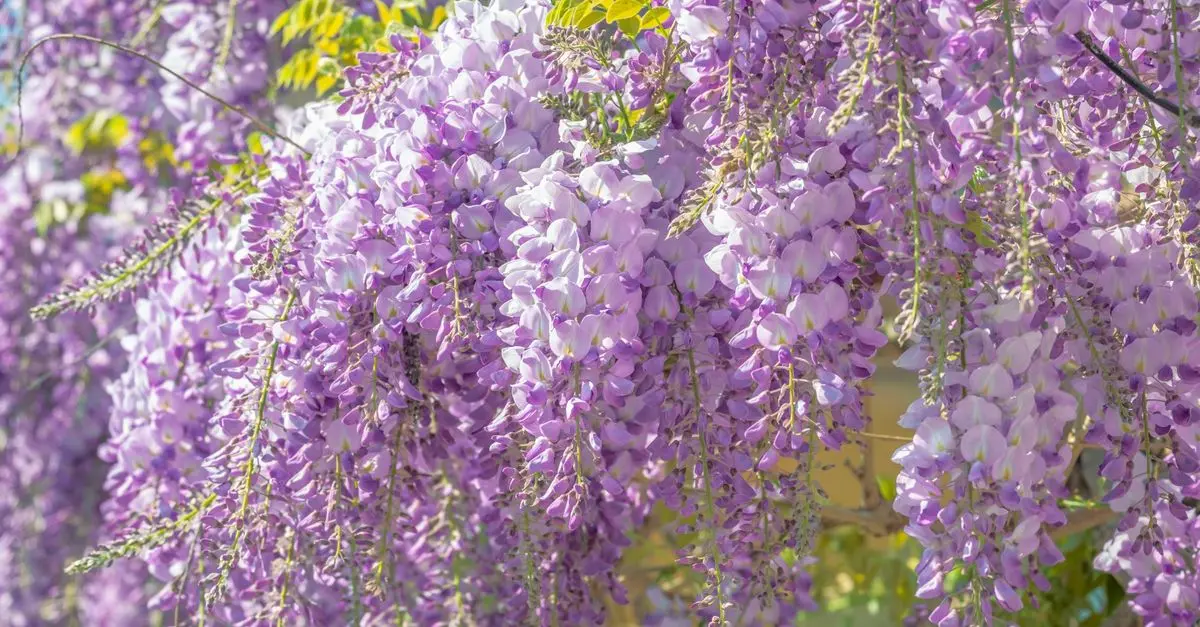 Les Plantes Grimpantes Idéales Pour Embellir Votre Jardin