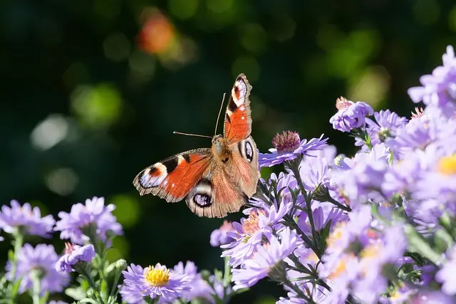 Comment créer un jardin naturel pour attirer les pollinisateurs