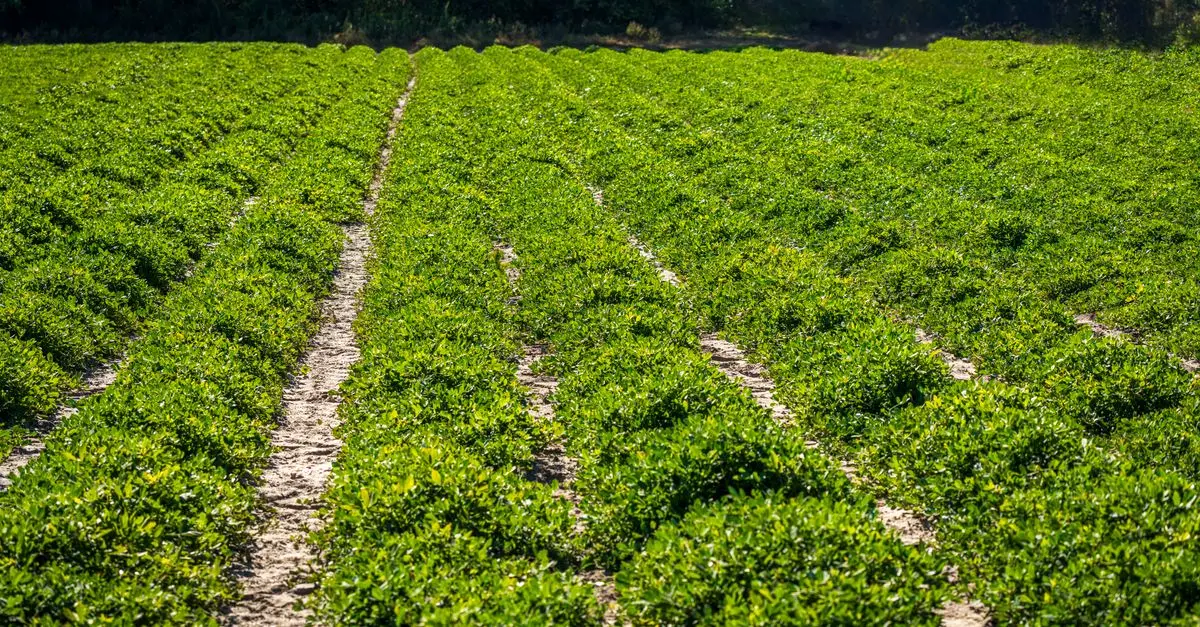 Les bienfaits de l'agriculture biodynamique sur l'écologie bio