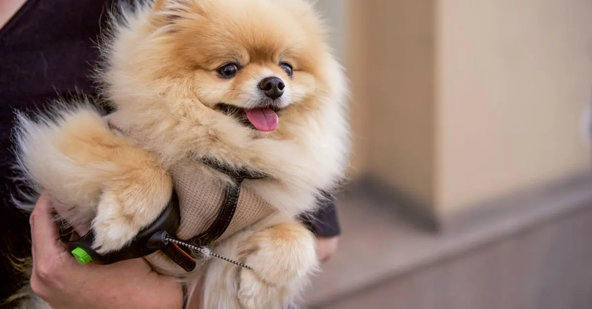 Comparing Pet-Friendly Airlines: Policies and Fees