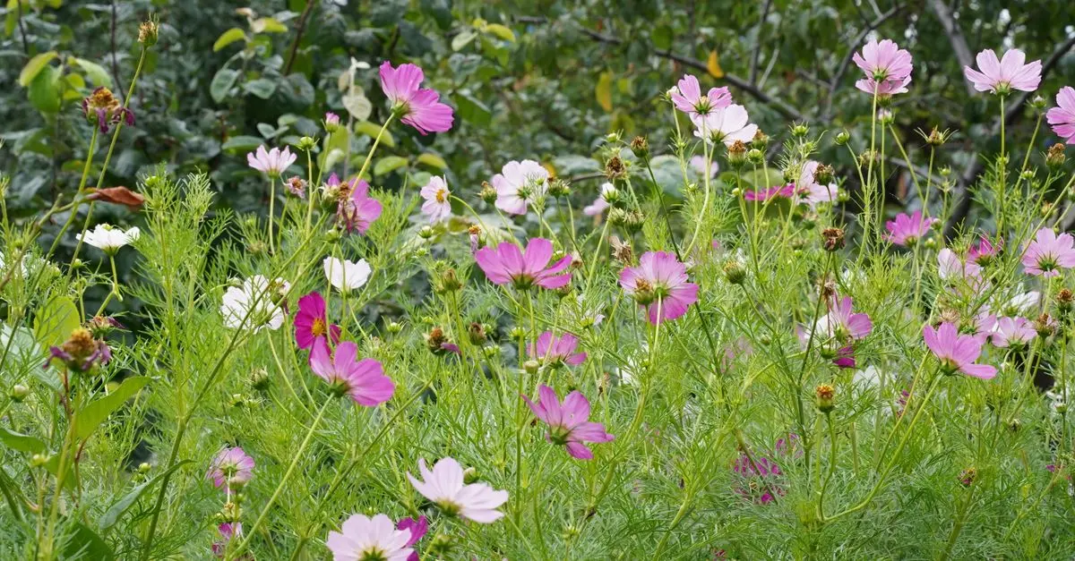 Cómo cuidar tu jardín durante todo el año: consejos esenciales