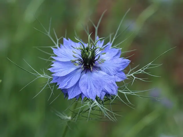 10 Plantes Vivaces Indispensables pour un Jardin Écologique