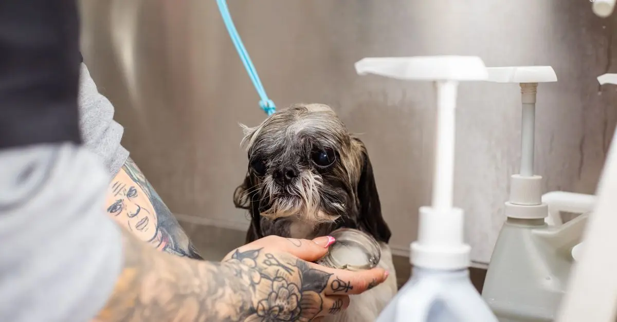 Comment établir une routine de soins pour votre animal senior