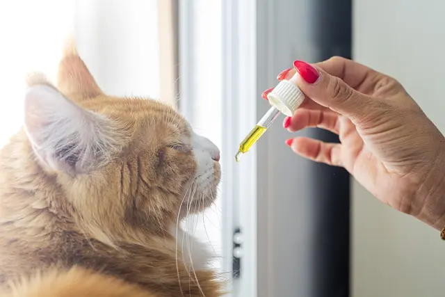 Guide complet pour optimiser votre expérience avec le CBD
