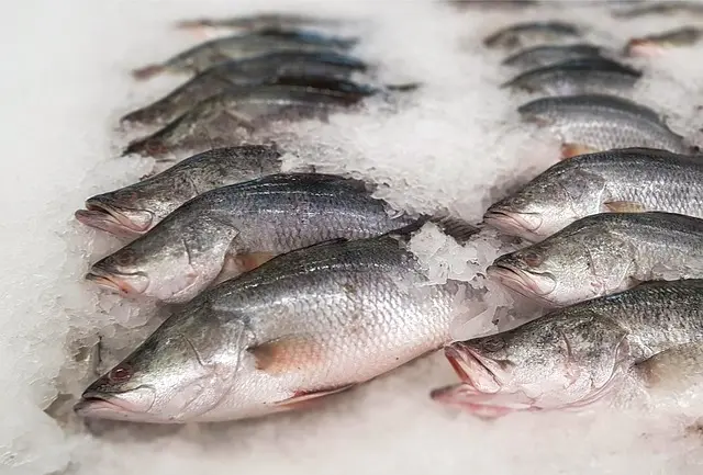 Les Meilleures Façons de Conserver Vos Fruits de Mer Frais