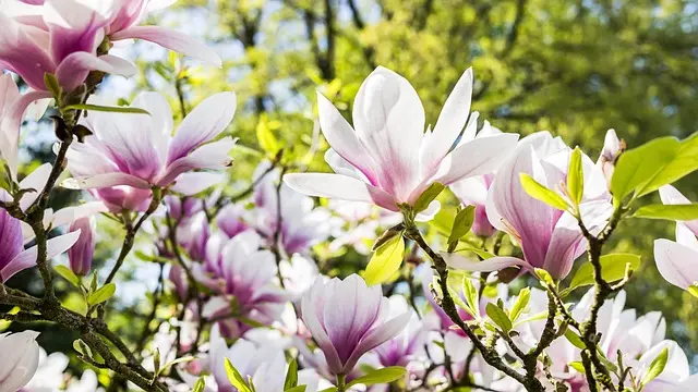 Comment Choisir les Meilleures Plantes pour Votre Jardin
