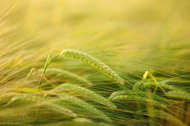 Guide Complet pour Cultiver des Légumes Écologiques au Jardin
