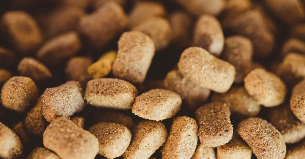 Pet Nutrition Tips for a Healthier Pet