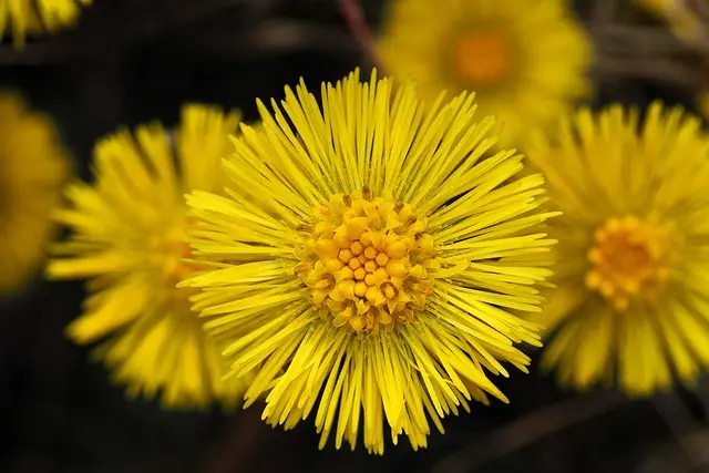 Les 10 Meilleures Plantes Médicinales pour Combattre l'Insomnie