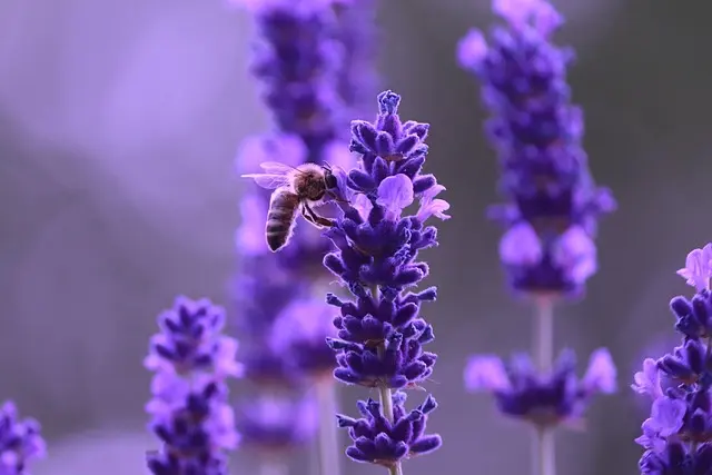 Come Creare un Giardino Aromatico Facile in Pochi Passi