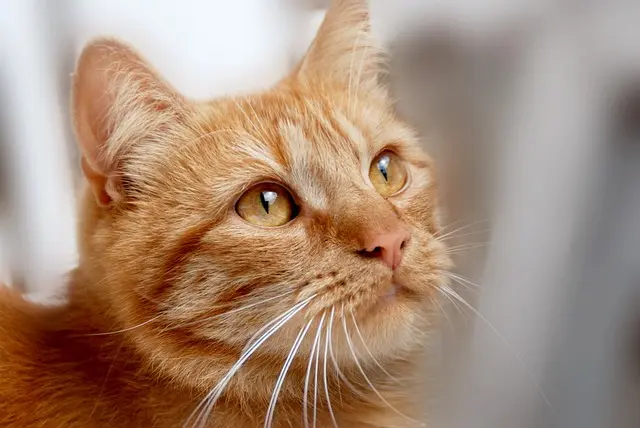 Top Pet-Friendly Cleaning Products